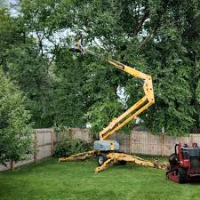 Best Emergency Tree Removal  in Vandergrift, PA