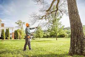 Best Tree Cabling and Bracing  in Vandergrift, PA