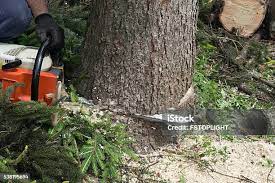 Best Tree Removal  in Vandergrift, PA