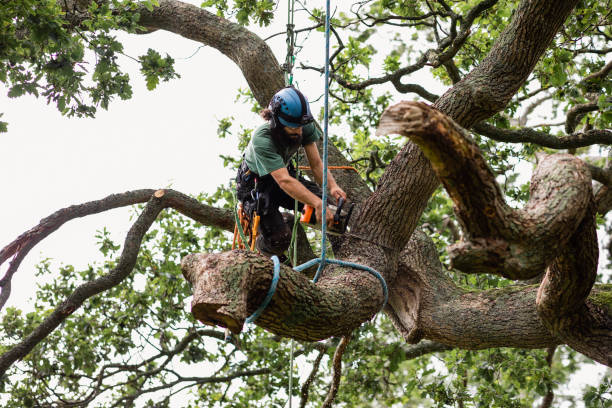 Best Leaf Removal  in Vandergrift, PA