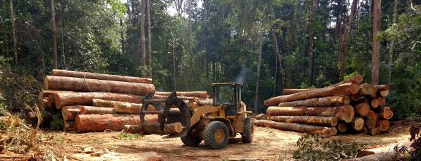 How Our Tree Care Process Works  in  Vandergrift, PA