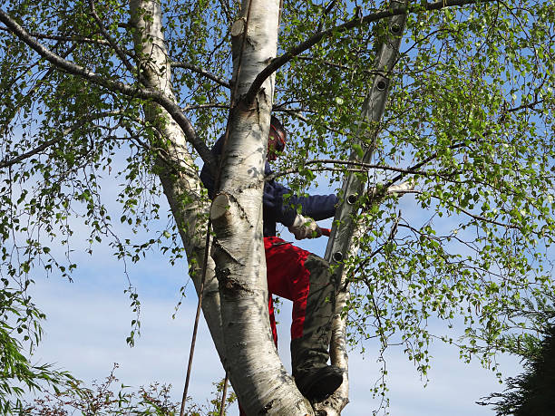 Best Storm Damage Tree Cleanup  in Vandergrift, PA